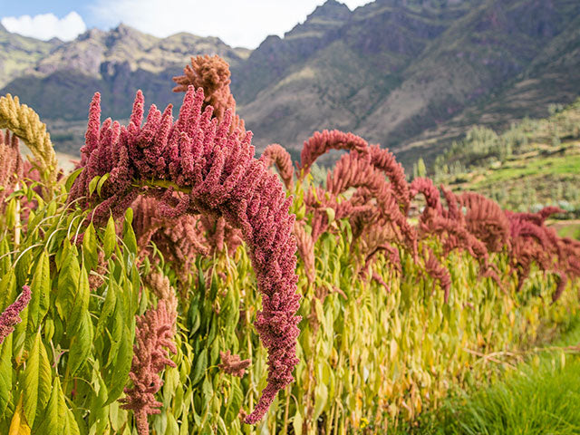 Amaranth Seeds
