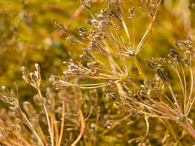 Cumin Seeds