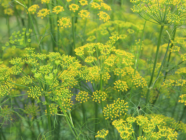 Fennel Seeds
