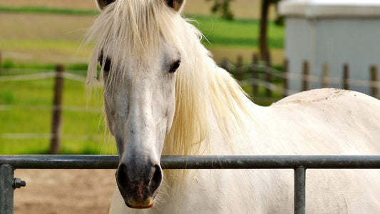 Psyllium Husk: A Game-Changer in Pet Nutrition and Animal Feed