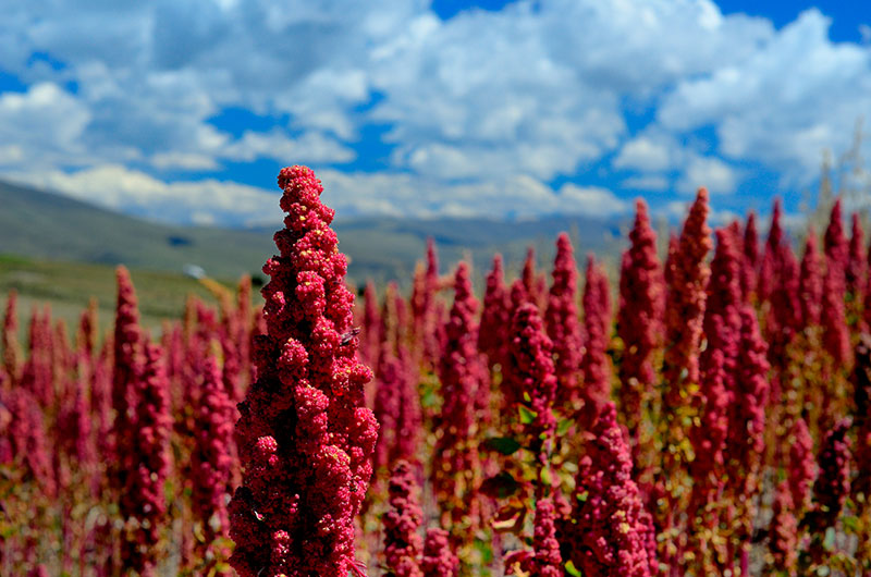 Quinoa Seeds