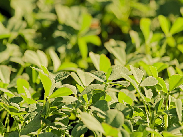 Fenugreek Seeds & Powder