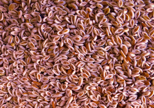 Psyllium Seed